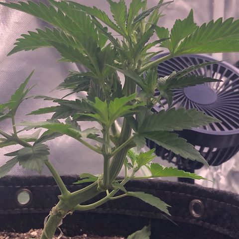 Royal Bluematic Auto - RQS growlog timeline photo