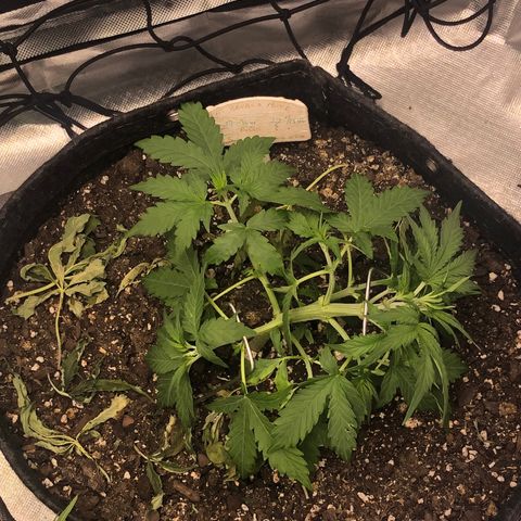 Royal Bluematic Auto - RQS growlog timeline photo