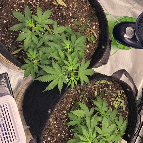 Royal Bluematic Auto - RQS growlog timeline photo