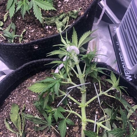 Royal Bluematic Auto - RQS growlog timeline photo