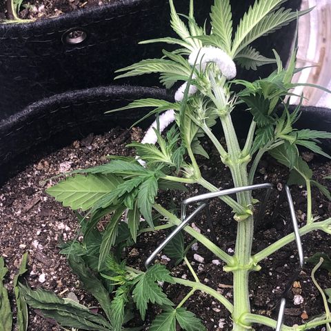 Royal Bluematic Auto - RQS growlog timeline photo