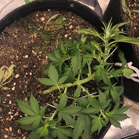 Royal Bluematic Auto - RQS growlog timeline photo
