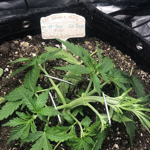 Royal Bluematic Auto - RQS growlog timeline photo