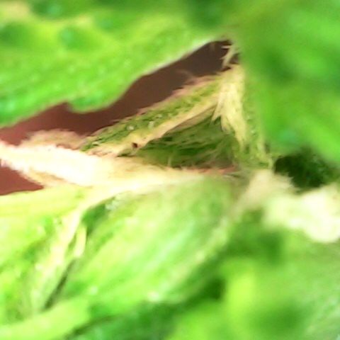 Royal Bluematic Auto - RQS growlog timeline photo