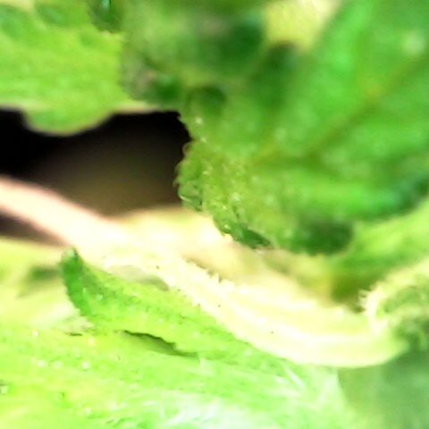 Royal Bluematic Auto - RQS growlog timeline photo