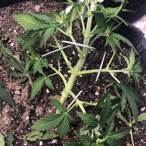 Royal Bluematic Auto - RQS growlog timeline photo