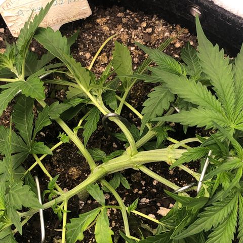 Royal Bluematic Auto - RQS growlog timeline photo