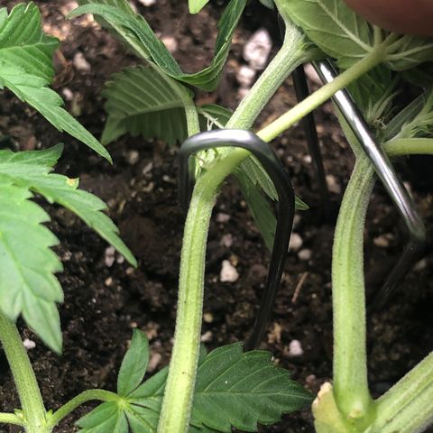 Royal Bluematic Auto - RQS growlog timeline photo