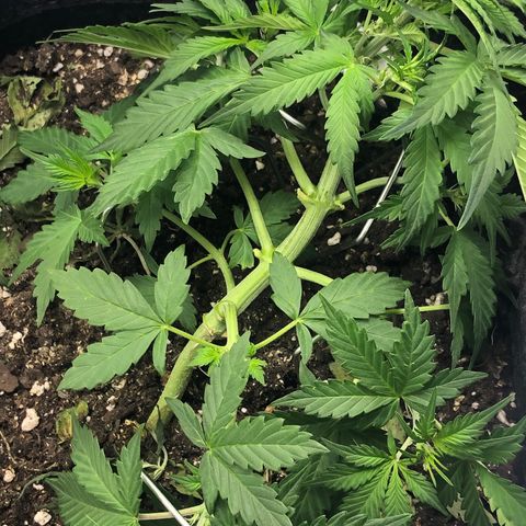 Royal Bluematic Auto - RQS growlog timeline photo