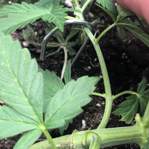 Royal Bluematic Auto - RQS growlog timeline photo