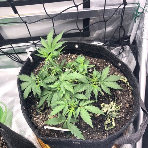 Royal Bluematic Auto - RQS growlog timeline photo