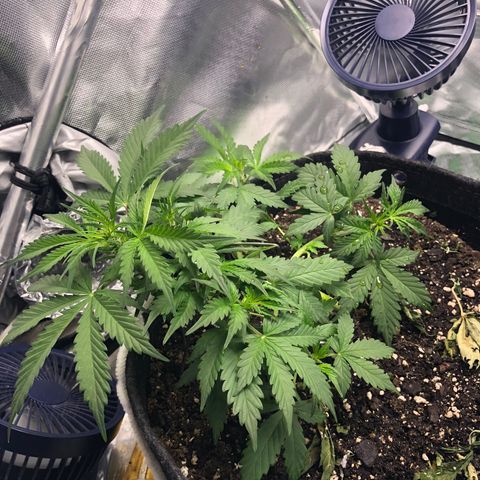 Royal Bluematic Auto - RQS growlog timeline photo