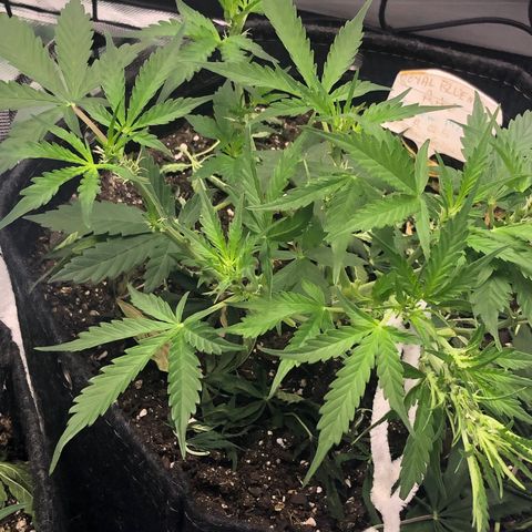 Royal Bluematic Auto - RQS growlog timeline photo