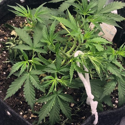 Royal Bluematic Auto - RQS growlog timeline photo