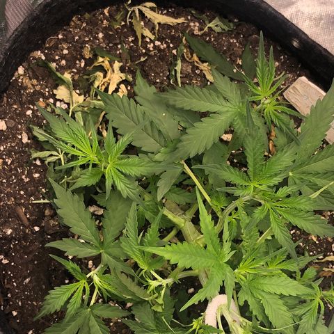Royal Bluematic Auto - RQS growlog timeline photo