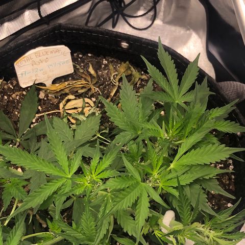 Royal Bluematic Auto - RQS growlog timeline photo