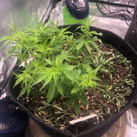 Fat Banana Auto - RQS growlog timeline photo