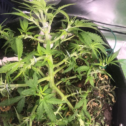 Fat Banana Auto - RQS growlog timeline photo