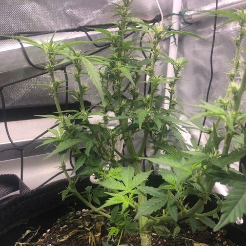 Royal Bluematic Auto - RQS growlog timeline photo