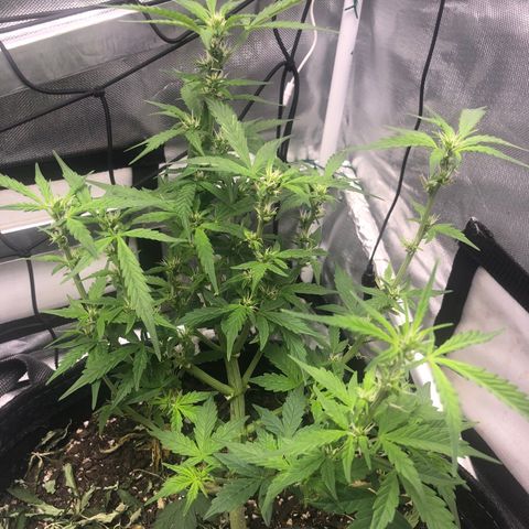 Royal Bluematic Auto - RQS growlog timeline photo