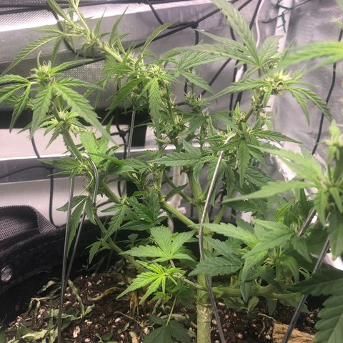 Royal Bluematic Auto - RQS growlog timeline photo