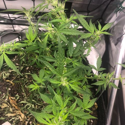 Royal Bluematic Auto - RQS growlog timeline photo