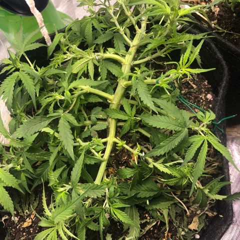 Fat Banana Auto - RQS growlog timeline photo