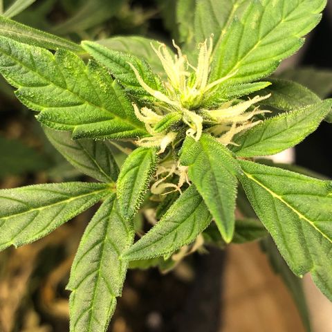 Royal Bluematic Auto - RQS growlog timeline photo