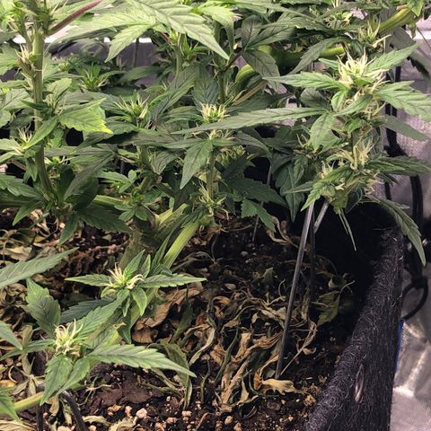 Royal Bluematic Auto - RQS growlog timeline photo