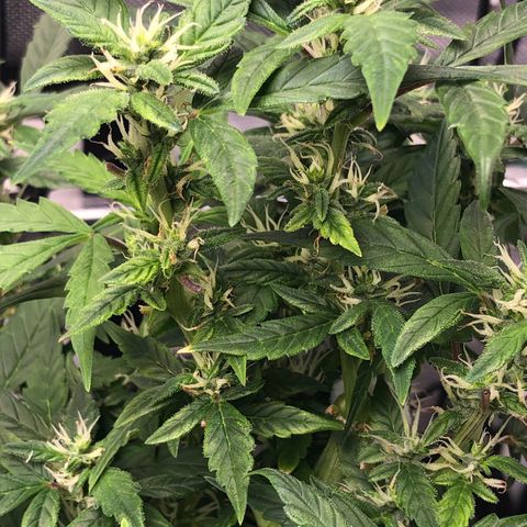 Royal Bluematic Auto - RQS growlog timeline photo