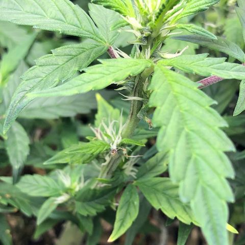 Royal Bluematic Auto - RQS growlog timeline photo
