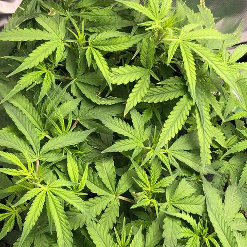Royal Bluematic Auto - RQS growlog timeline photo