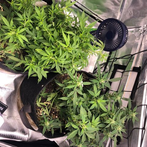 Royal Bluematic Auto - RQS growlog timeline photo