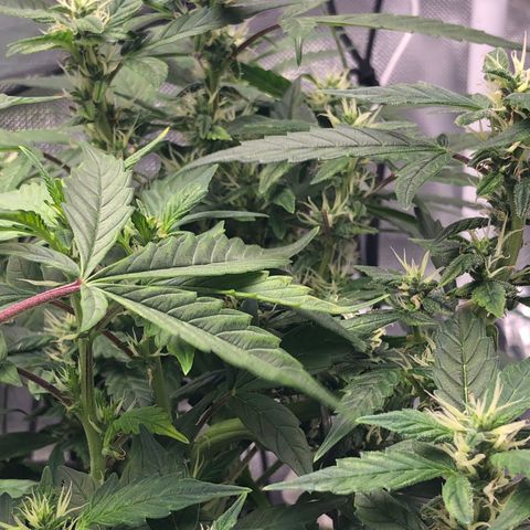 Royal Bluematic Auto - RQS growlog timeline photo