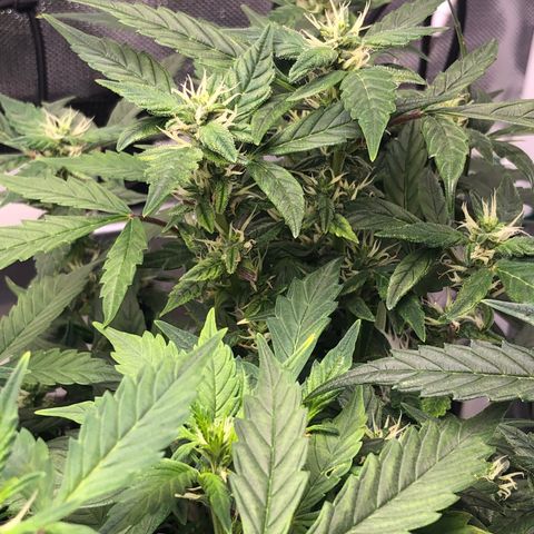 Royal Bluematic Auto - RQS growlog timeline photo