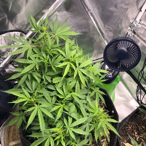 Royal Bluematic Auto - RQS growlog timeline photo