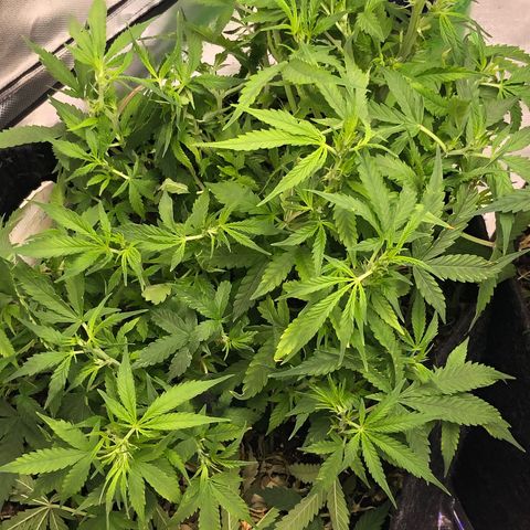Royal Bluematic Auto - RQS growlog timeline photo