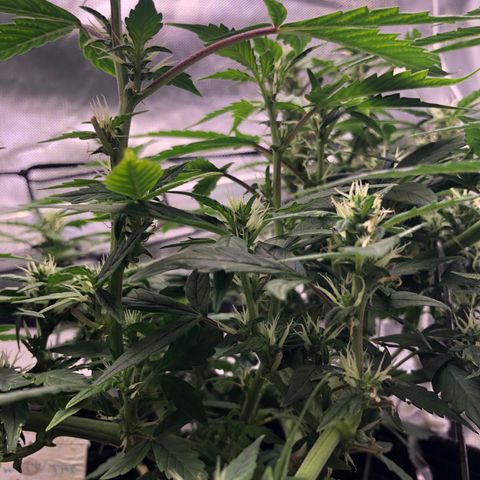 Royal Bluematic Auto - RQS growlog timeline photo