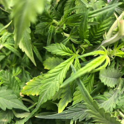 Royal Bluematic Auto - RQS growlog timeline photo
