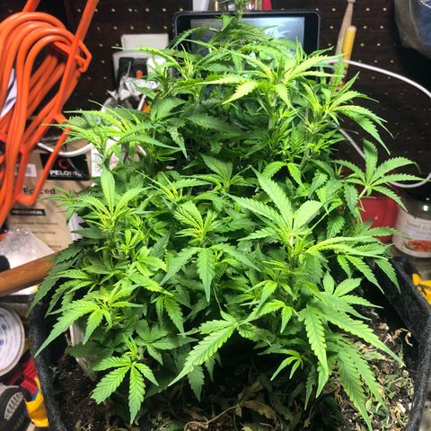 Royal Bluematic Auto - RQS growlog timeline photo