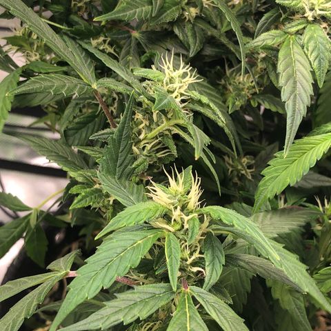 Royal Bluematic Auto - RQS growlog timeline photo