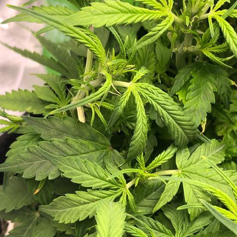 Royal Bluematic Auto - RQS growlog timeline photo