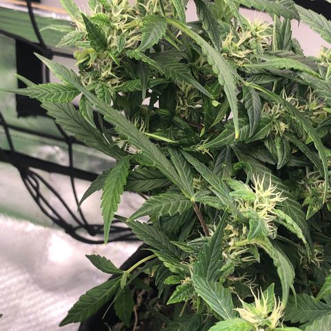 Royal Bluematic Auto - RQS growlog timeline photo