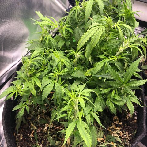 Royal Bluematic Auto - RQS growlog timeline photo