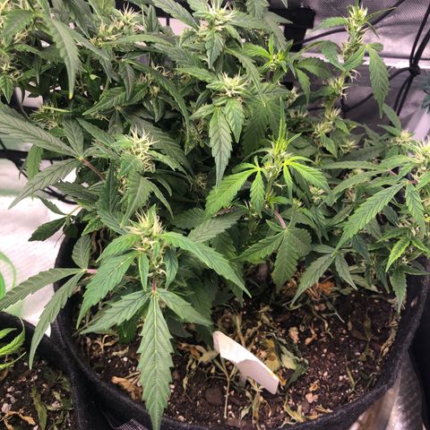 Royal Bluematic Auto - RQS growlog timeline photo