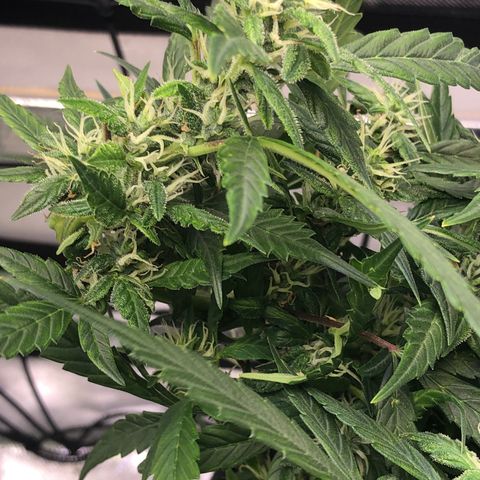 Royal Bluematic Auto - RQS growlog timeline photo