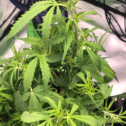 Royal Bluematic Auto - RQS growlog timeline photo