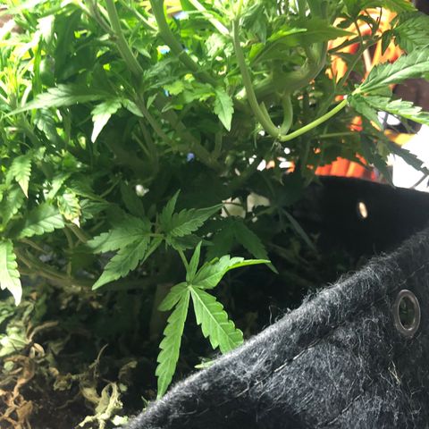 Royal Bluematic Auto - RQS growlog timeline photo