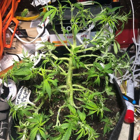 Royal Bluematic Auto - RQS growlog timeline photo