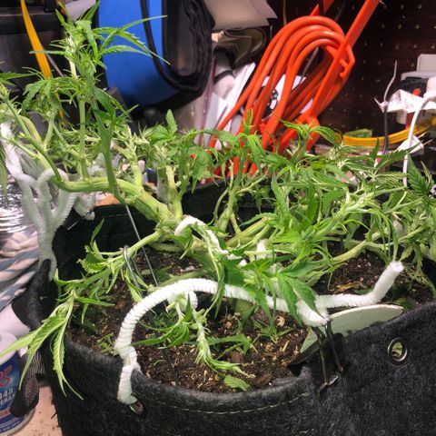 Royal Bluematic Auto - RQS growlog timeline photo